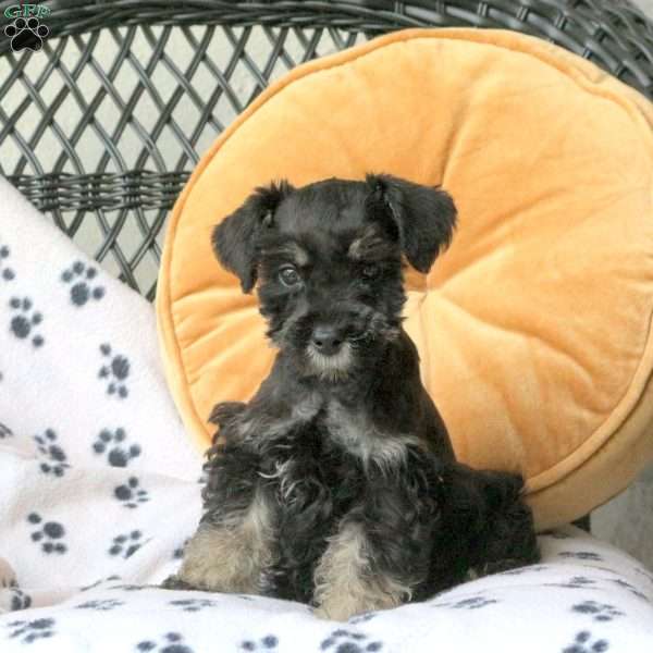 Ricky, Miniature Schnauzer Puppy