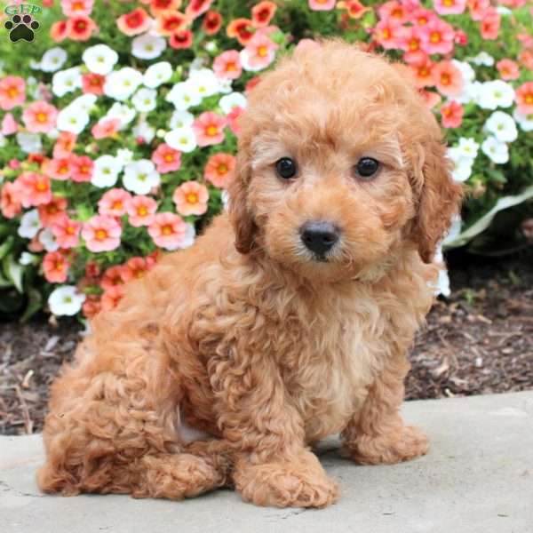 Riley, Miniature Poodle Puppy