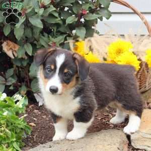 Riley, Pembroke Welsh Corgi Puppy