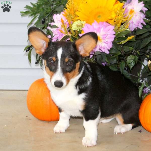 Riley, Pembroke Welsh Corgi Puppy