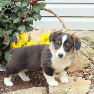 Riley, Pembroke Welsh Corgi Puppy