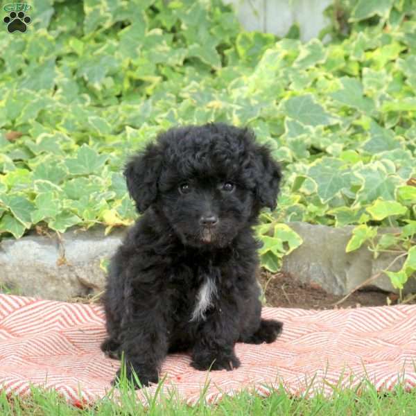 Riley, Mini Aussiedoodle Puppy