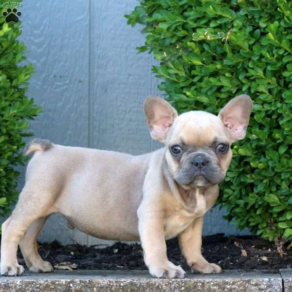 Riley, French Bulldog Puppy