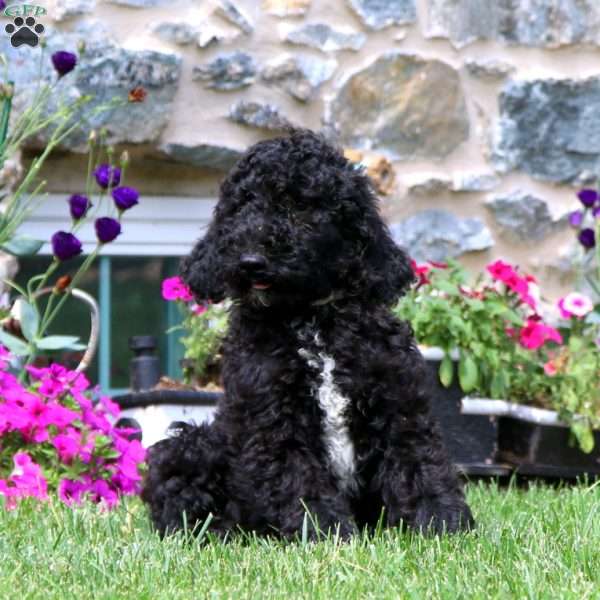 Riley, Standard Poodle Puppy