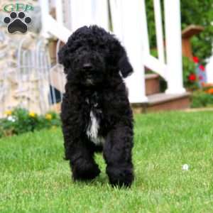 Riley, Standard Poodle Puppy