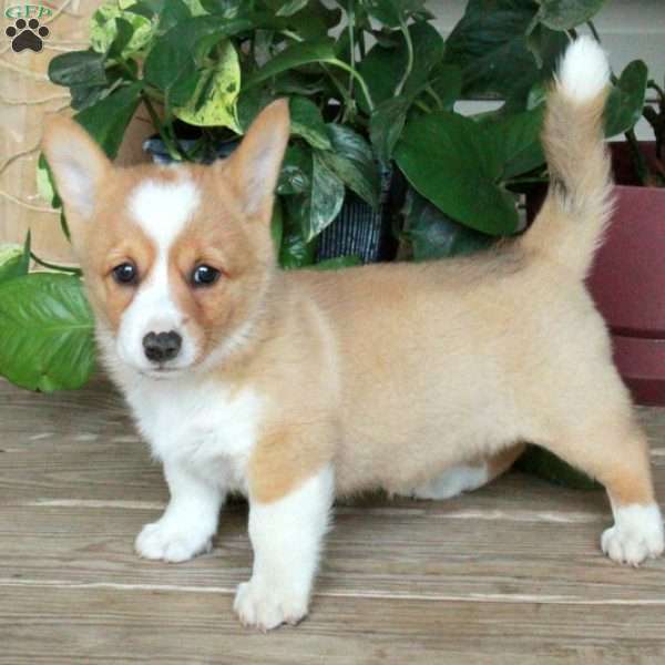 Rita, Pembroke Welsh Corgi Puppy