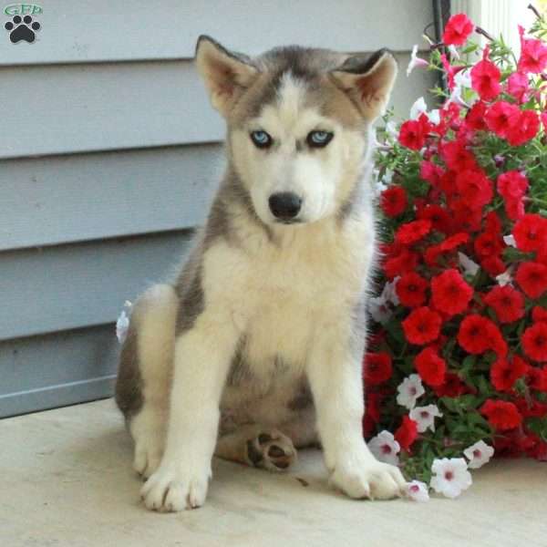 Ritzy, Siberian Husky Puppy