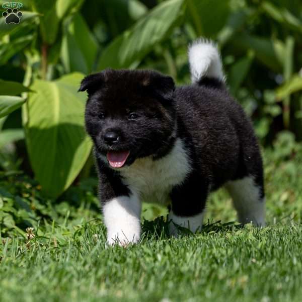 River, Akita Puppy