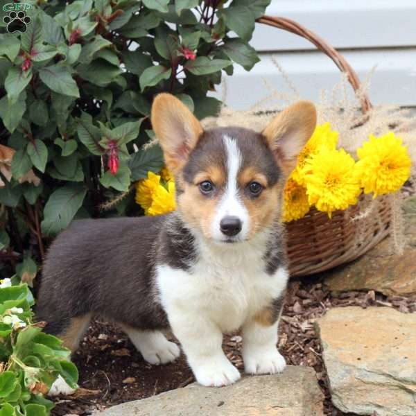 River, Pembroke Welsh Corgi Puppy