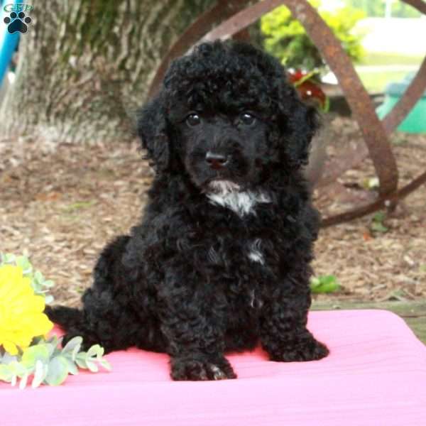 Rochelle, Miniature Poodle Puppy