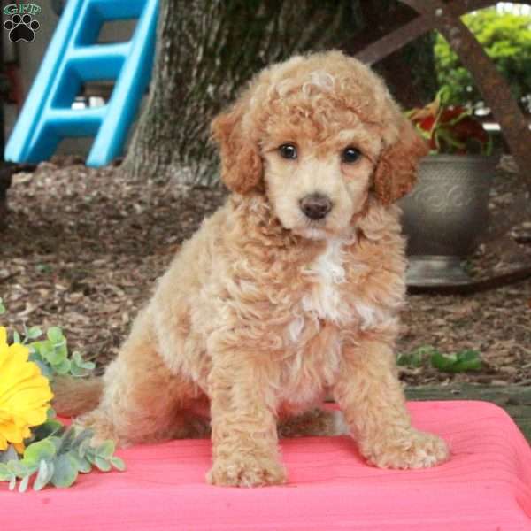 Rocket, Miniature Poodle Puppy