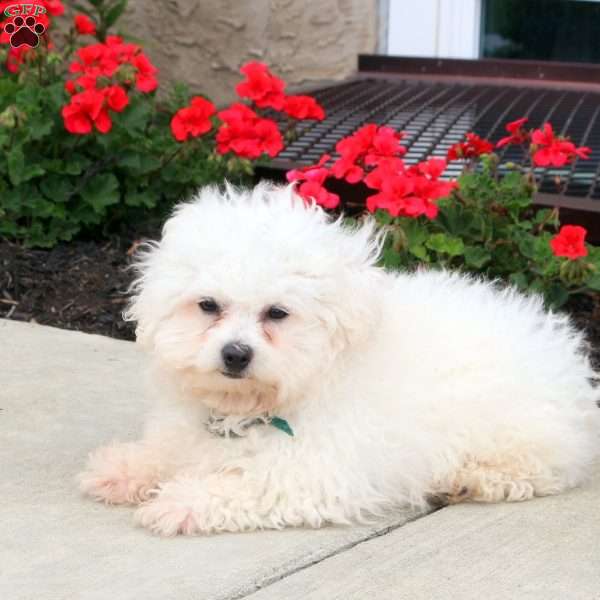 Rocket, Bichon Frise Puppy