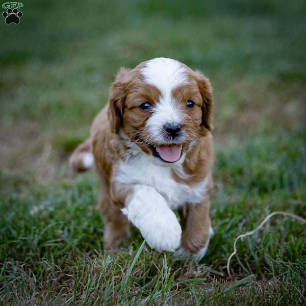 Rocky, Cavapoo Puppy