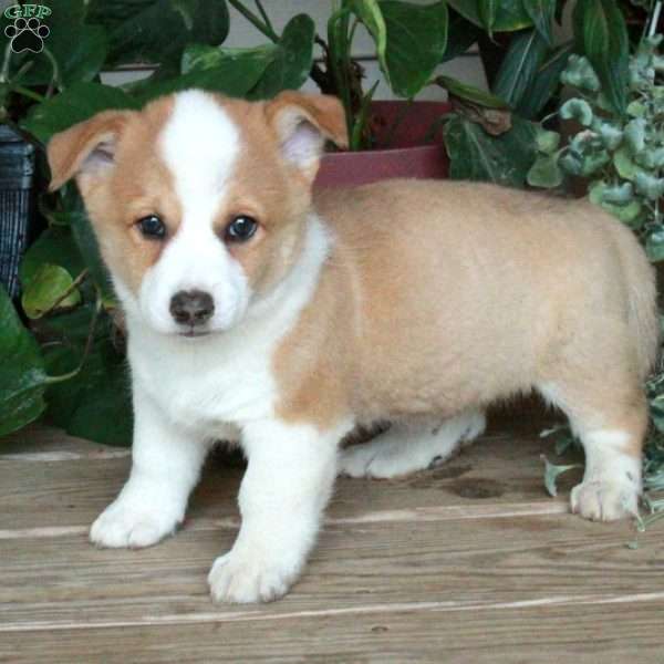 Rocky, Pembroke Welsh Corgi Puppy