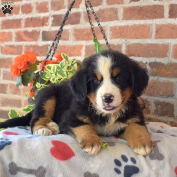 Rocky, Bernese Mountain Dog Puppy