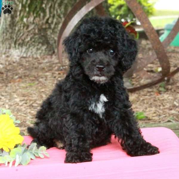 Rodney, Miniature Poodle Puppy