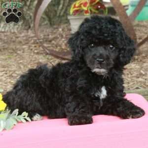 Rodney, Miniature Poodle Puppy