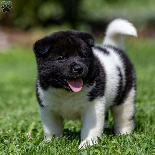 Roka, Akita Puppy