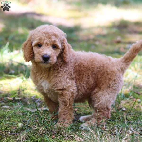 Rolo, Goldendoodle Puppy