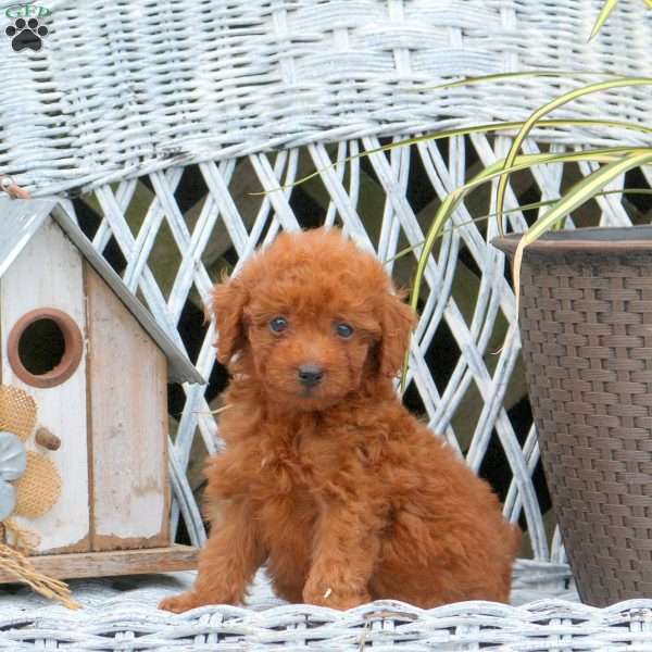 Rolo, Miniature Poodle Puppy