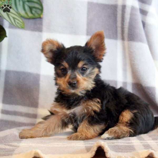 Rolo, Yorkie Puppy