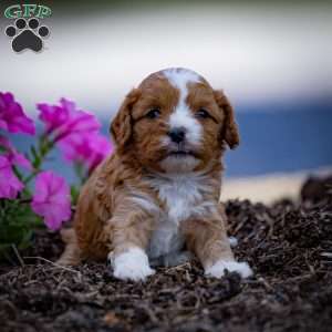 Romeo, Cavapoo Puppy