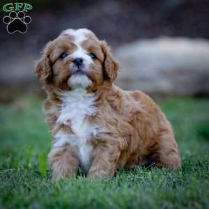 Romeo, Cavapoo Puppy