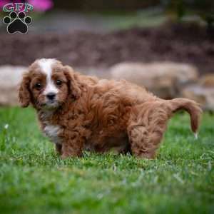 Romeo, Cavapoo Puppy