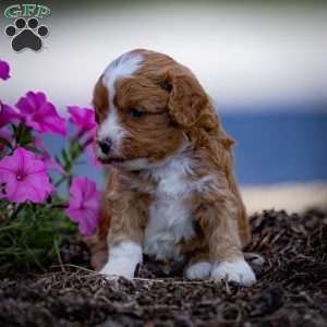 Romeo, Cavapoo Puppy