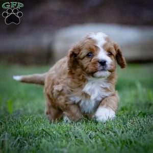 Romeo, Cavapoo Puppy