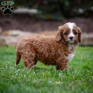 Romeo, Cavapoo Puppy