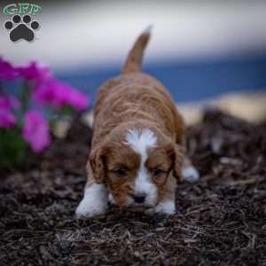 Romeo, Cavapoo Puppy