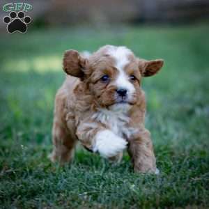 Romeo, Cavapoo Puppy