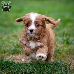 Romeo, Cavapoo Puppy