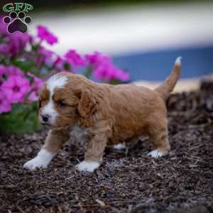 Romeo, Cavapoo Puppy