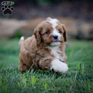 Romeo, Cavapoo Puppy