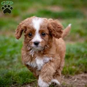 Romeo, Cavapoo Puppy