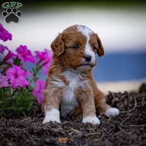 Romeo, Cavapoo Puppy