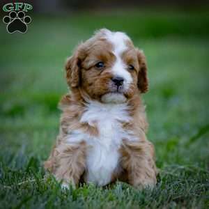 Romeo, Cavapoo Puppy