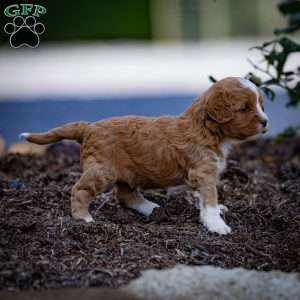 Romeo, Cavapoo Puppy