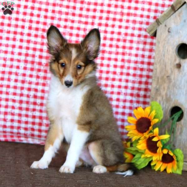 Rookie, Sheltie Puppy