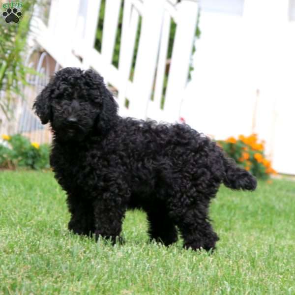 Rookie, Standard Poodle Puppy