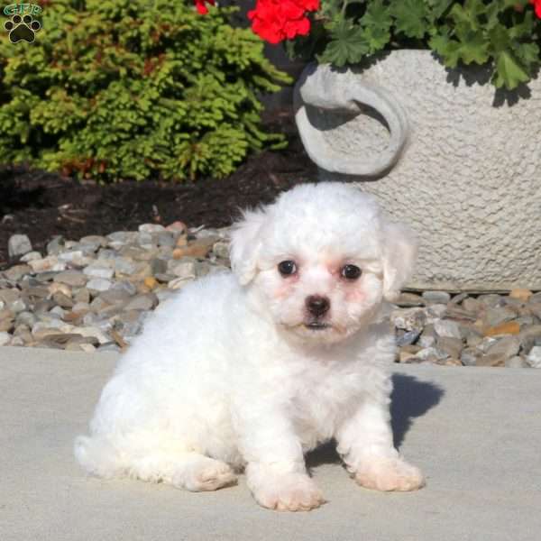 Rory, Bichon Frise Puppy