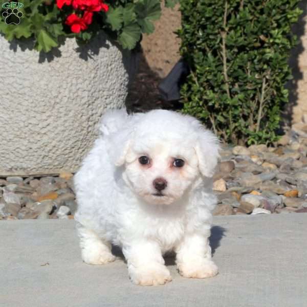 Rosa, Bichon Frise Puppy