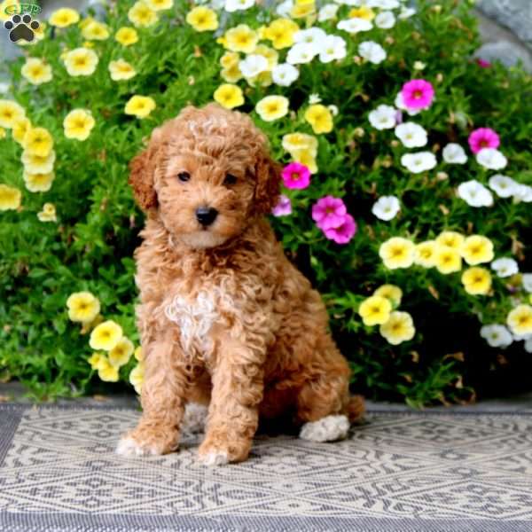 Rosalyn, Miniature Poodle Puppy