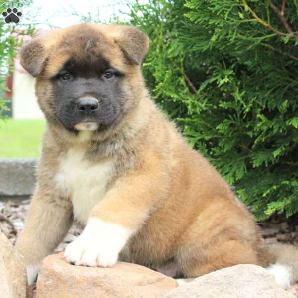 Rosco, Akita Puppy