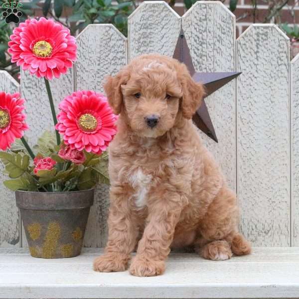 Roscoe, Mini Goldendoodle Puppy