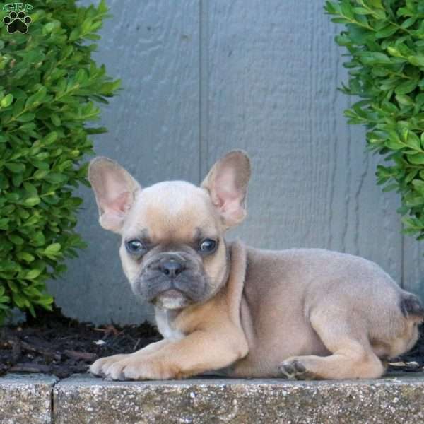 Roscoe, French Bulldog Puppy