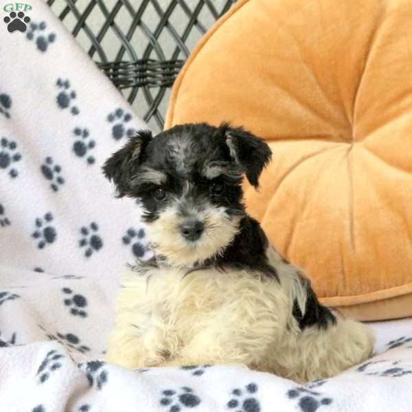 Rose, Miniature Schnauzer Puppy