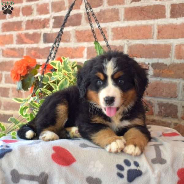 Rose, Bernese Mountain Dog Puppy